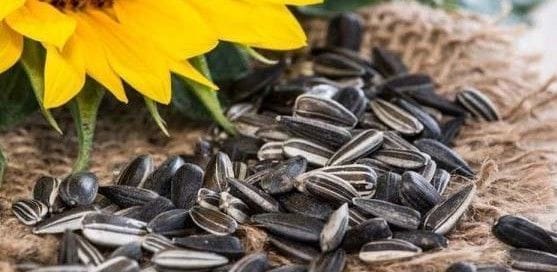 pipas de girasol