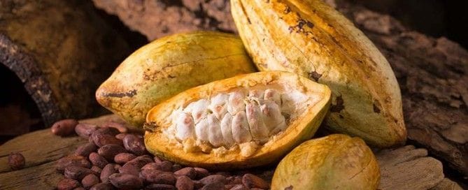 Sobre la planta del cacao